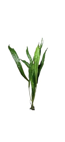 Java Fern and Anubias Aquarium Plant Bundle - Live Freshwater Plants for Aquascaping, Low Maintenance, Easy Be - view 8