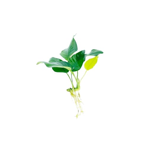 Java Fern and Anubias Aquarium Plant Bundle - Live Freshwater Plants for Aquascaping, Low Maintenance, Easy Be - view 3