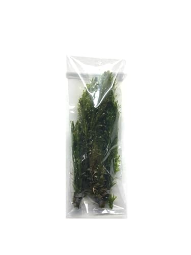 Marcus Fish Tanks 3X Anacharis Elodea Densa Live Aqurium Plants - view 4