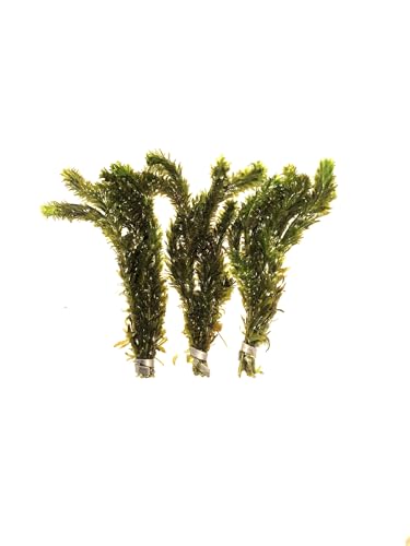 Marcus Fish Tanks 3X Anacharis Elodea Densa Live Aqurium Plants - view 5
