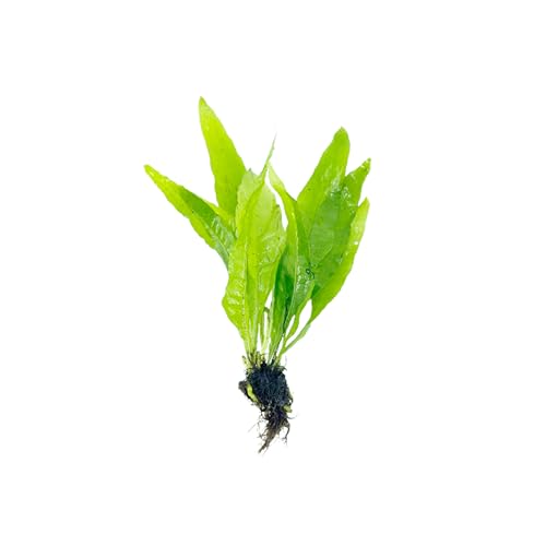 Java Fern and Anubias Aquarium Plant Bundle - Live Freshwater Plants for Aquascaping, Low Maintenance, Easy Be - view 4