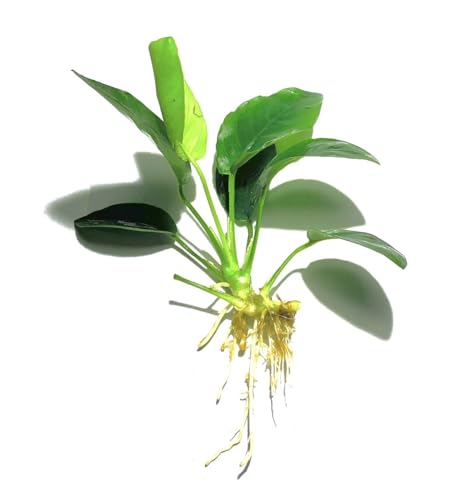 Java Fern and Anubias Aquarium Plant Bundle - Live Freshwater Plants for Aquascaping, Low Maintenance, Easy Be - view 5