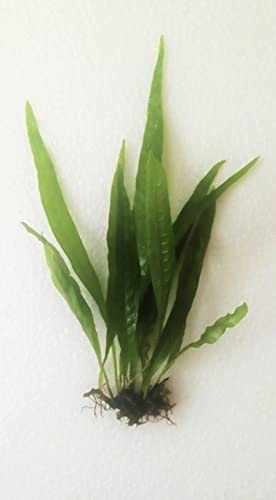 Java Fern and Anubias Aquarium Plant Bundle - Live Freshwater Plants for Aquascaping, Low Maintenance, Easy Be - view 6
