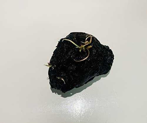 Marcus Fish Tanks - Tiger Lotus Lily Nymphaea Lotus - Live Aquarium Plants - Freshwater Aquatic Plant Buy 2 Ge - view 6