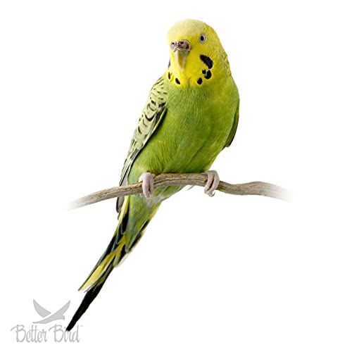 Premium Parakeet Food, 5 lb Jar - view 4