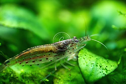 Swimming Creatures™ 10 Amano Premium High-Grade Caridina Freshwater Aquarium Shrimp Live - view 3