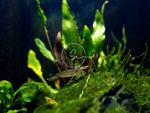 Swimming Creatures™ 10 Amano Premium High-Grade Caridina Freshwater Aquarium Shrimp Live - view 4
