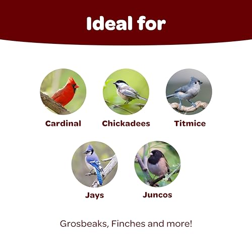 Kaytee Songbird Wild Bird Seed Food, Blended for Grosbeaks, Chickadees, Titmice, Cardinals, Nuthatches & More, - view 3