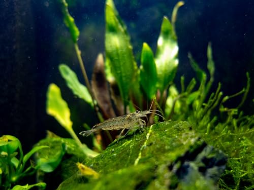 Swimming Creatures™ 10 Amano Premium High-Grade Caridina Freshwater Aquarium Shrimp Live - view 2