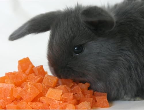 Exotic Nutrition Papaya Treat 1/2 LB - Healthy Natural Dried Fruit Treat - Rabbit, Guinea Pig, Hamster, Gerbil - view 3