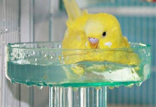 Lixit Quick Lock Bird Cage Bath for Lovebirds, Canaries, Finches, Parakeets, and Cockatiels and Other Small to - view 3