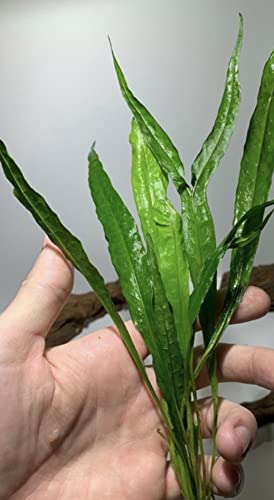 Java Fern and Anubias Aquarium Plant Bundle - Live Freshwater Plants for Aquascaping, Low Maintenance, Easy Be - view 4