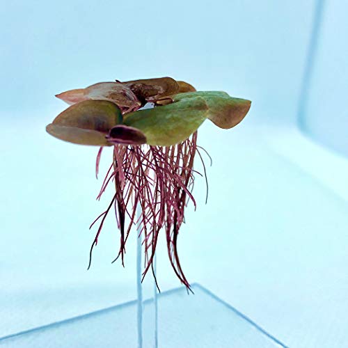 Aquarigram 60+ Leaves Red Root Floaters Live Floating Plants for Aquarium (Phyllanthus Fluitans)… - view 4