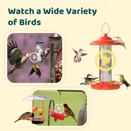 NETVUE by Birdfy Smart Bird Feeder Camera, Adjustable Brackets, Auto Bird Video Capture, Instant Notifications - view 7