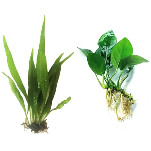 Java Fern and Anubias Aquarium Plant Bundle - Live Freshwater Plants for Aquascaping, Low Maintenance, Easy Be - view 2