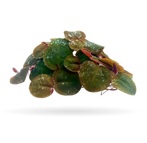 Aquarigram 60+ Leaves Red Root Floaters Live Floating Plants for Aquarium (Phyllanthus Fluitans)… - view 2