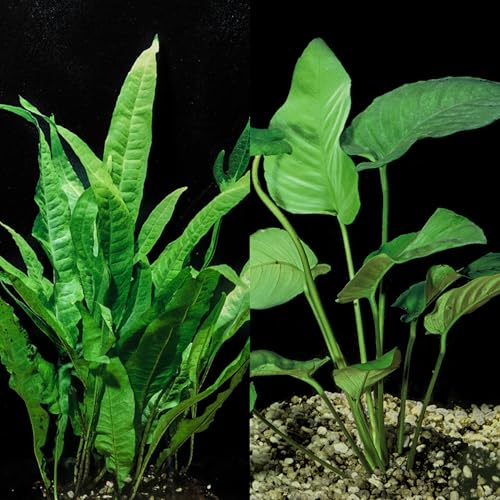 Java Fern and Anubias Aquarium Plant Bundle - Live Freshwater Plants for Aquascaping, Low Maintenance, Easy Be - view 2