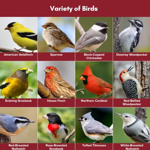 Blue Seal Nature's Choice Wild Bird Seed | High Energy Mix, No Filler | Sunflower and White Safflower Seeds |  - view 3