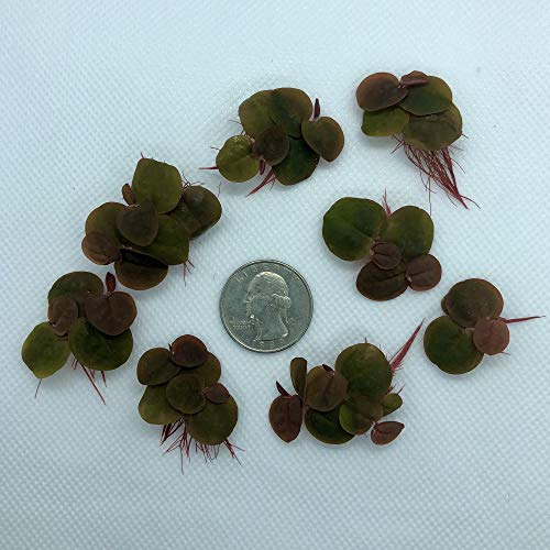 Aquarigram 60+ Leaves Red Root Floaters Live Floating Plants for Aquarium (Phyllanthus Fluitans)… - view 3