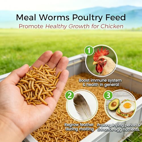 RANZ 2LBS Non-GMO Dried Mealworms for Chickens, High Protein Meal Worms, Premium Chicken Feed, Whole Large Mea - view 5