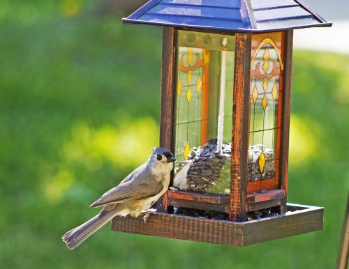 Wagner's 76027 Black Oil Sunflower Wild Bird Food, 25-Pound Bag - view 4