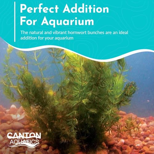 Live Fish Aquarium Plants - Hornwort Coontail - Floating or Rooted, Excellent Oxygenator, Perfect for Ponds or - view 4