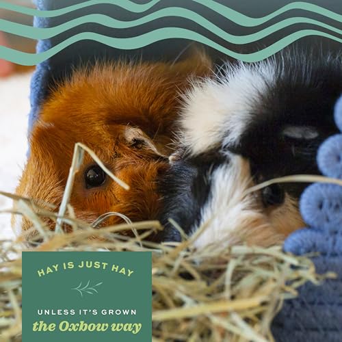 Oxbow Animal Health Orchard Grass, Guinea Pig Hay, Rabbit Hay, Small Pet Bunny Supplies, All Natural Grass for - view 5