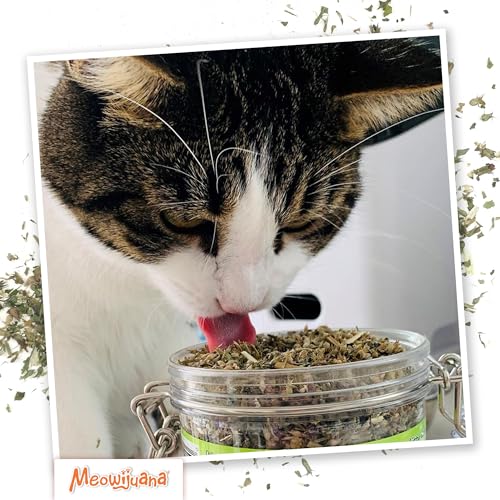Meowijuana Catnibas Catnip Pawty Mix Jar | Premium Cat Nip for Cats with Silvervine, Passion Flower, Chamomile - view 6