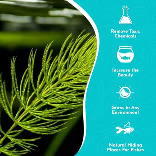 Live Fish Aquarium Plants - Hornwort Coontail - Floating or Rooted, Excellent Oxygenator, Perfect for Ponds or - view 5