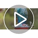 Muse Garden Glass Humming Bird Feeders for Outdoors - 27OZ Blown Glass Hummingbird Feeder - Unique Gift Mom Wo - view 8