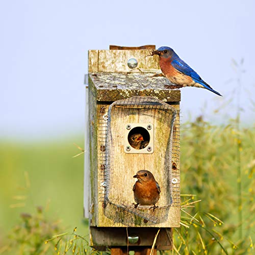 4 Pieces Metal Bird House Guard with Copper Portal Bird House Replacement for Eastern Bluebird Birdhouses(1 1/ - view 5
