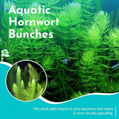 Live Fish Aquarium Plants - Hornwort Coontail - Floating or Rooted, Excellent Oxygenator, Perfect for Ponds or - view 3