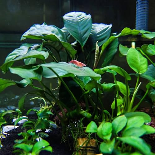 Java Fern and Anubias Aquarium Plant Bundle - Live Freshwater Plants for Aquascaping, Low Maintenance, Easy Be - view 5