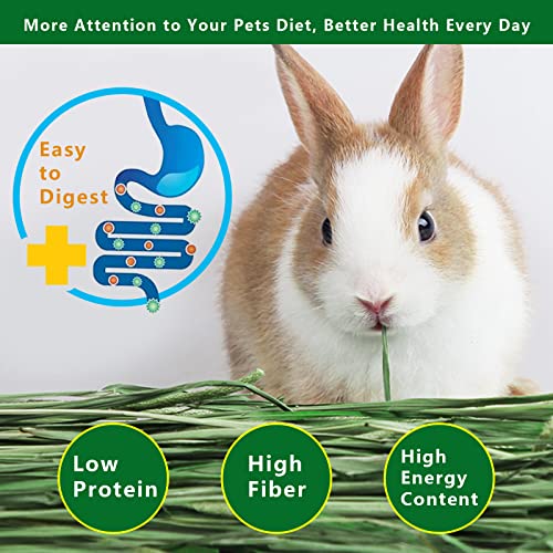Timothy Hay 2.2LBS - Premium Hay for Rabbits Tortoise Guinea Pig Chinchilla - Dust Free Natural Fresh Hay (1.1 - view 3