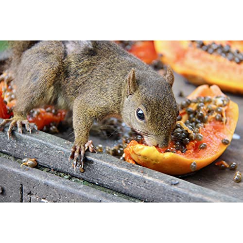 Exotic Nutrition Papaya Treat 1/2 LB - Healthy Natural Dried Fruit Treat - Rabbit, Guinea Pig, Hamster, Gerbil - view 6