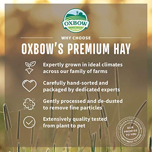 Oxbow Organic Meadow Hay, Guinea Pig & Rabbit Hay, Small Pet Bunny Supplies, All Natural Grass for Guinea Pig, - view 5