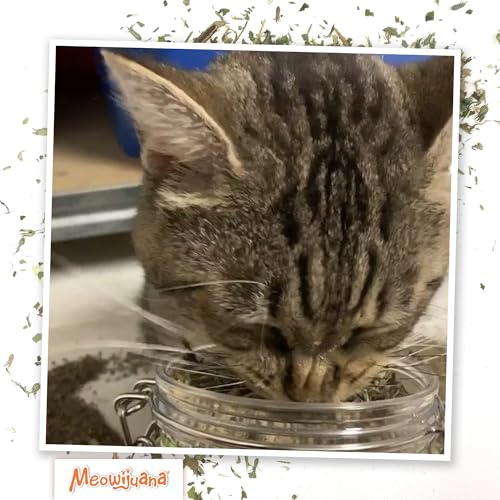 Meowijuana Catnibas Catnip Pawty Mix Jar | Premium Cat Nip for Cats with Silvervine, Passion Flower, Chamomile - view 7