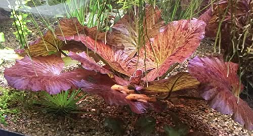 Marcus Fish Tanks - Tiger Lotus Lily Nymphaea Lotus - Live Aquarium Plants - Freshwater Aquatic Plant Buy 2 Ge - view 3
