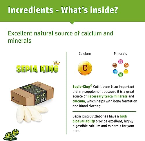 Medium - 100% Natural Calcium Supplement - Premium Cuttlebone Perfect for Birds, Tortoises, Snails, Reptiles - - view 4