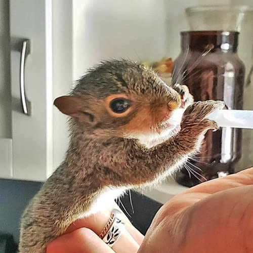 Milk Replacer - Healthy Powdered Formula Ideal for Baby Squirrels, Rabbits, Opossums, Raccoons | 100% Instanti - view 4