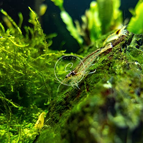Swimming Creatures™ 10 Amano Premium High-Grade Caridina Freshwater Aquarium Shrimp Live - view 5