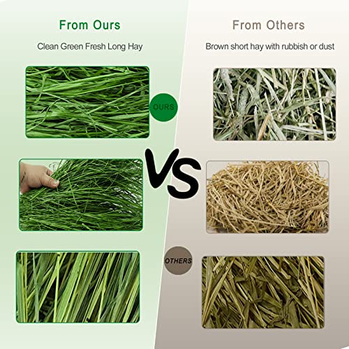 Timothy Hay 1.1LB - Dust Free Natural Green Fresh Food Hay for Rabbits Tortoise Guinea Pig Chinchilla - view 6