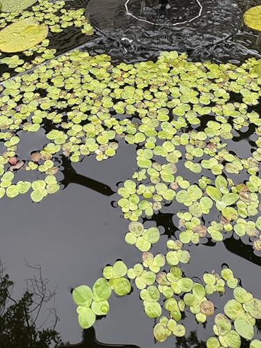 60+ Live Giant Duckweed Plants, Spirodela Polyrhiza, Floating Plants for Pond, Aquarium - view 5