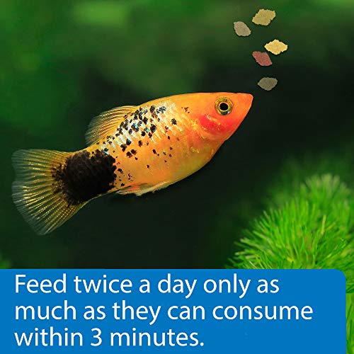 API TROPICAL FLAKES Fish Food 5.7-Ounce Container - view 5