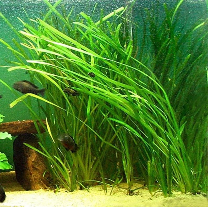 Marcus Fish Tanks 6 Jungle Val - Jungle Vallisneria Live Aquarium Freshwater Plants - view 2