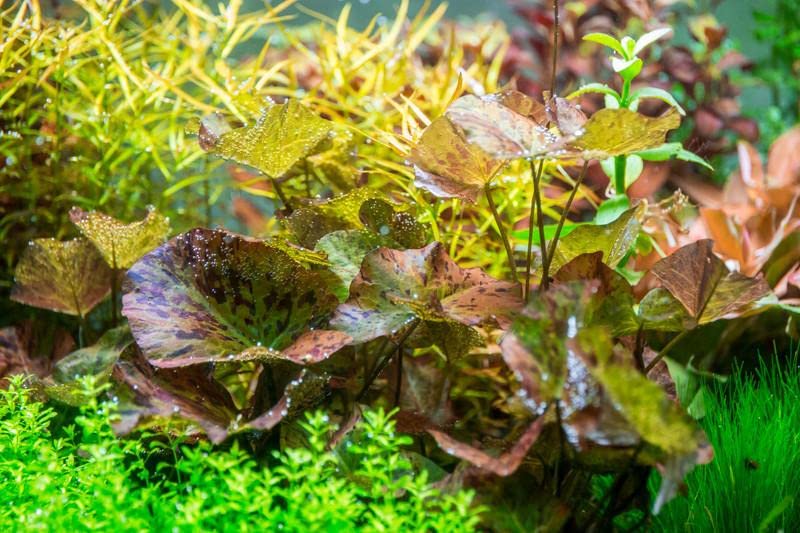 Marcus Fish Tanks - Tiger Lotus Lily Nymphaea Lotus - Live Aquarium Plants - Freshwater Aquatic Plant Buy 2 Ge - view 2