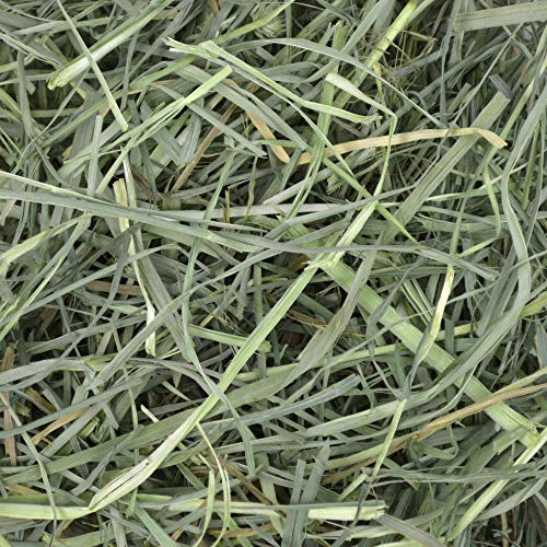 Oxbow Orchard Grass Hay for Small Pets – All-Natural Long Strand Fiber Hay for Rabbits, Guinea Pigs, Chinchill - view 7