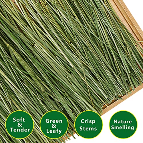 Timothy Hay 1.1LB - Dust Free Natural Green Fresh Food Hay for Rabbits Tortoise Guinea Pig Chinchilla - view 4