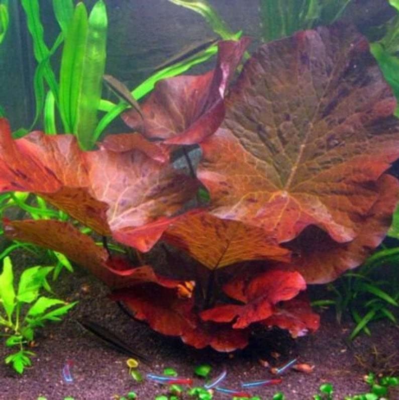 Marcus Fish Tanks - Tiger Lotus Lily Nymphaea Lotus - Live Aquarium Plants - Freshwater Aquatic Plant Buy 2 Ge