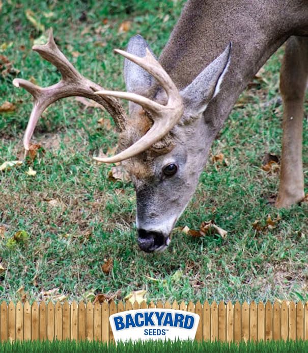 CountryMax Backyard Seeds Cracked Corn 50lbs - High-Energy Animal Feed for Chickens, Squirrels, Deer & Wild Bi - view 4